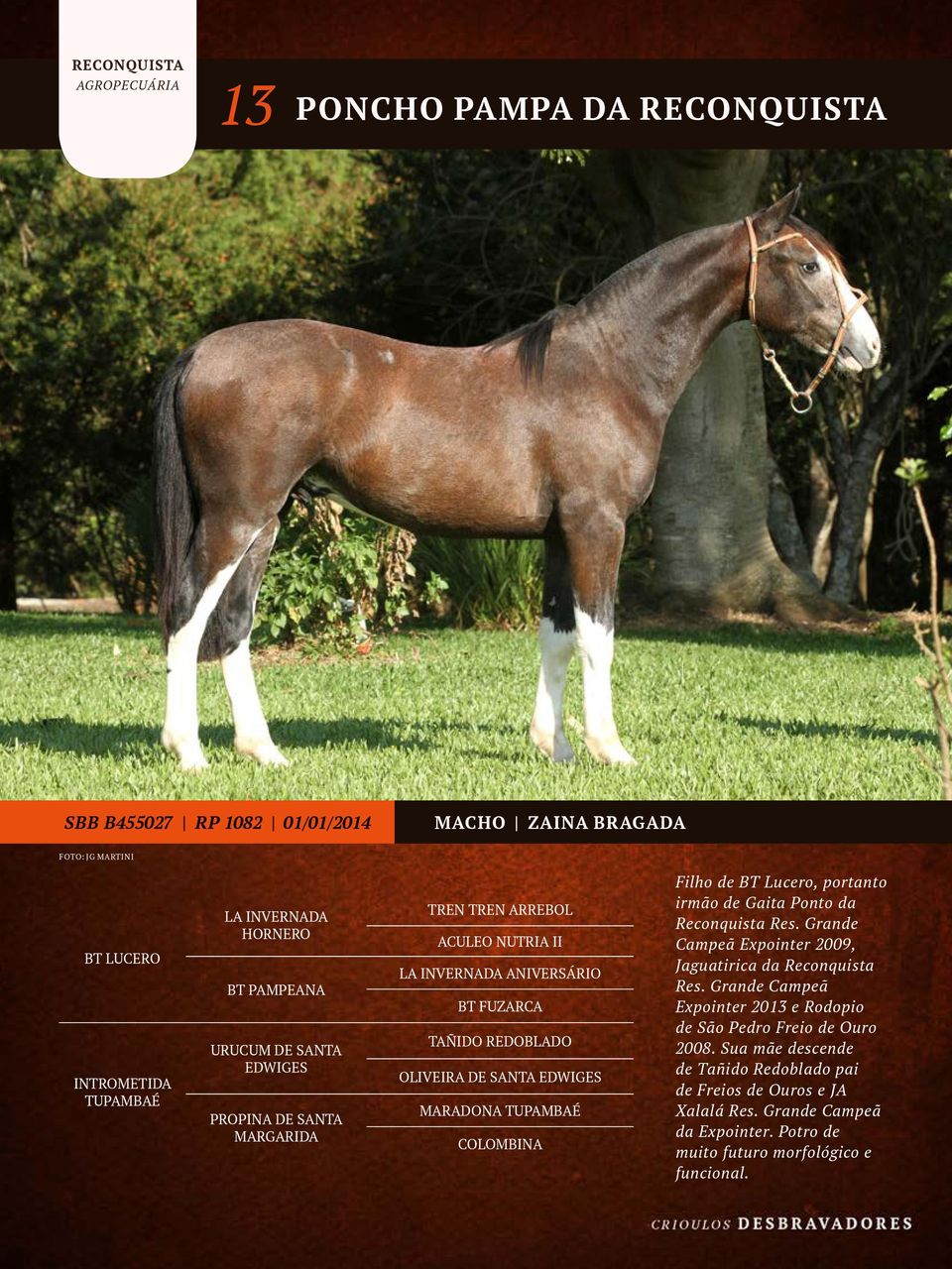 TUPAMBAÉ COLOMBINA Filho de BT Lucero, portanto irmão de Gaita Ponto da Reconquista Res. Grande Campeã Expointer 2009, Jaguatirica da Reconquista Res.