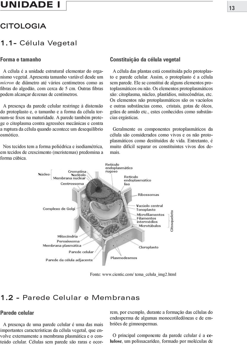 A presença da parede celular restringe à distensão do protoplasto e, o tamanho e a forma da célula tornam-se fixos na maturidade.