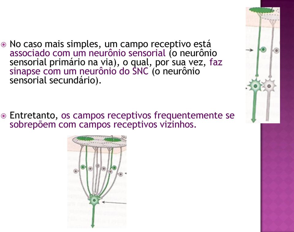 sinapse com um neurônio do SNC (o neurônio sensorial secundário).