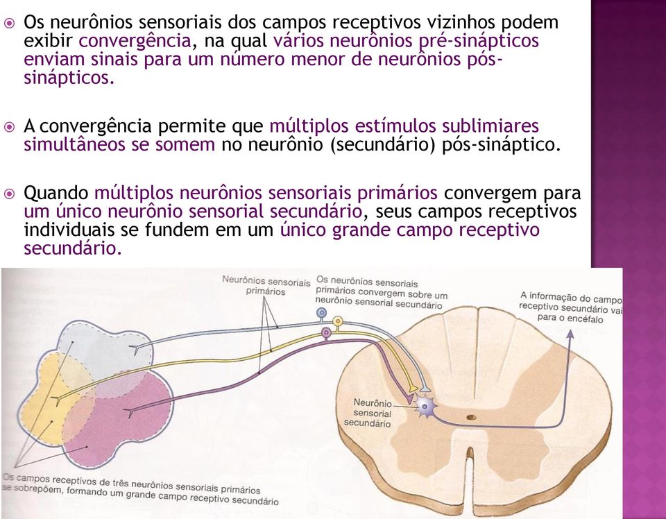 A convergência permite que múltiplos estímulos sublimiares simultâneos se somem no neurônio (secundário) pós-sináptico.