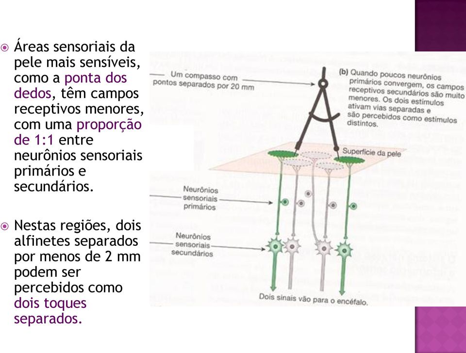 sensoriais primários e secundários.