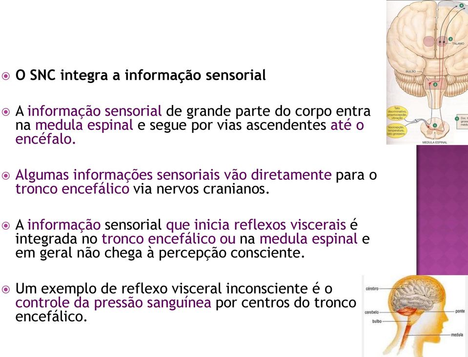 A informação sensorial que inicia reflexos viscerais é integrada no tronco encefálico ou na medula espinal e em geral não chega