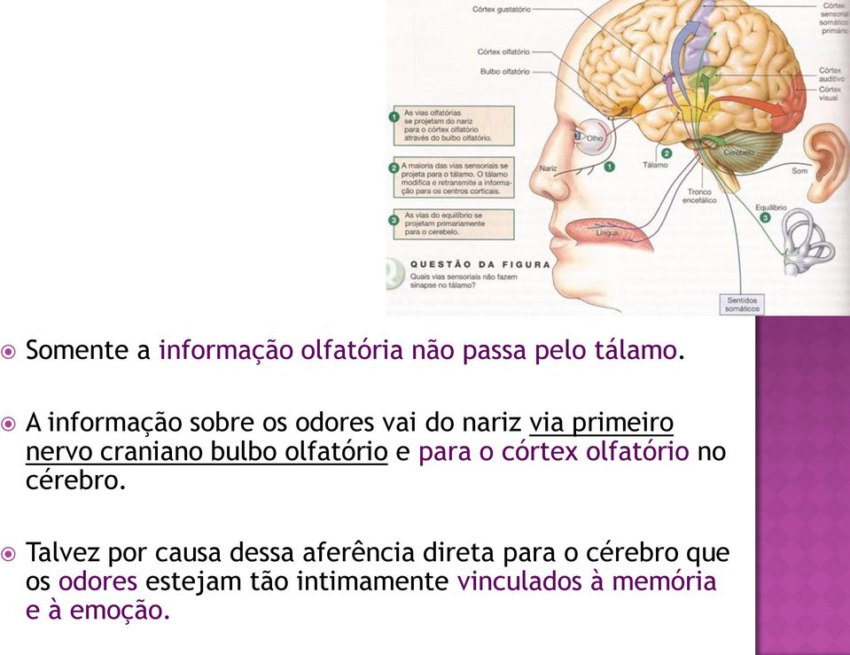 olfatório e para o córtex olfatório no cérebro.