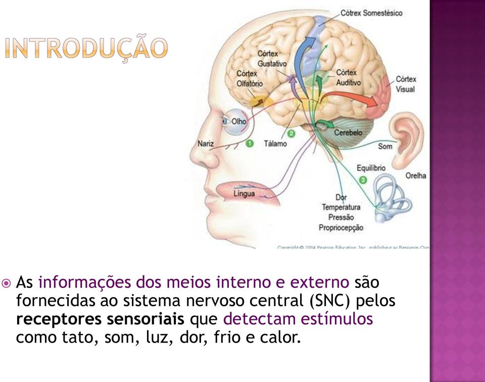 (SNC) pelos receptores sensoriais que