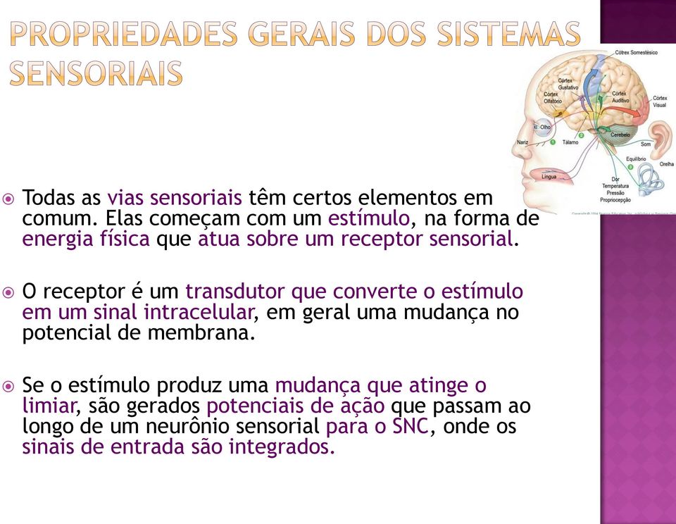 O receptor é um transdutor que converte o estímulo em um sinal intracelular, em geral uma mudança no potencial de