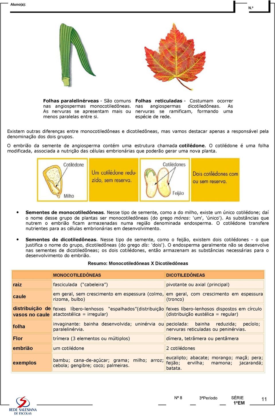 Existem outras diferenças entre monocotiledôneas e dicotiledôneas, mas vamos destacar apenas a responsável pela denominação dos dois grupos.