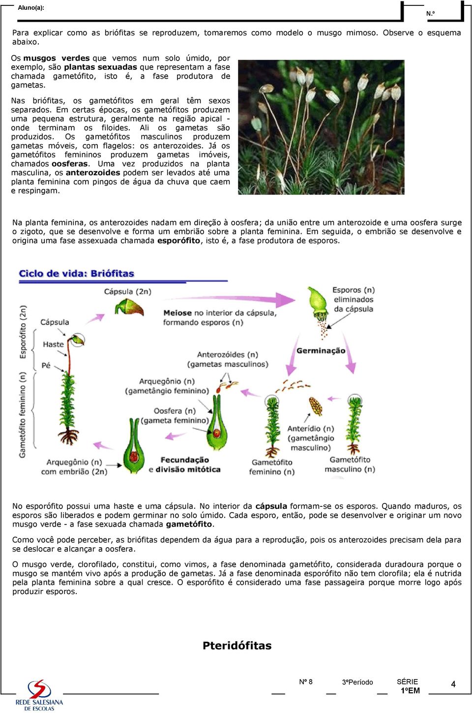 Nas briófitas, os gametófitos em geral têm sexos separados. Em certas épocas, os gametófitos produzem uma pequena estrutura, geralmente na região apical onde terminam os filoides.