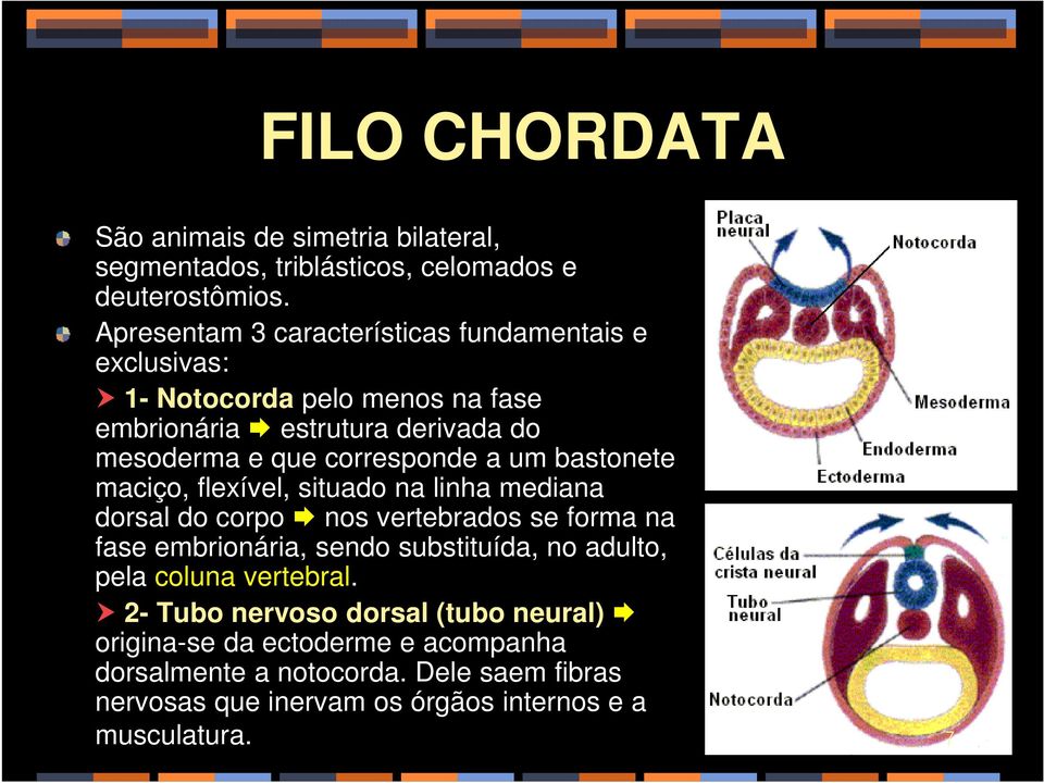 a um bastonete maciço, flexível, situado na linha mediana dorsal do corpo nos vertebrados se forma na fase embrionária, sendo substituída, no adulto,