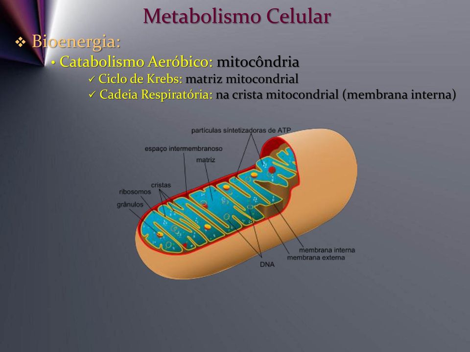 mitocondrial Cadeia Respiratória:
