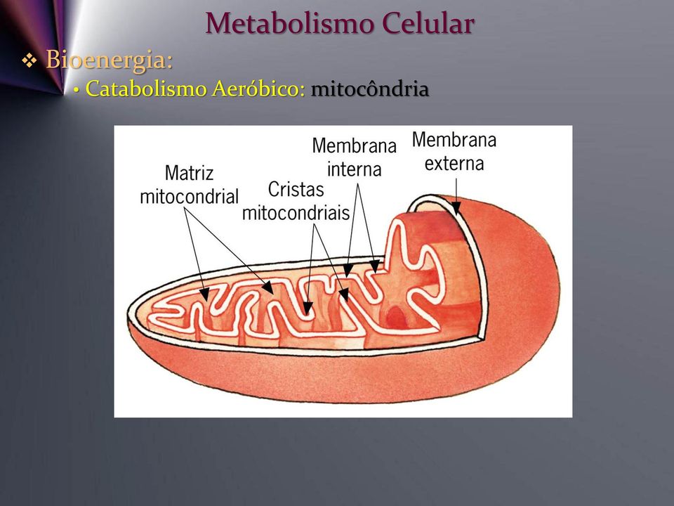 Aeróbico: