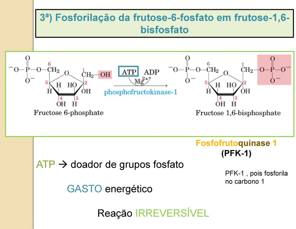 fosfato GASTO energético Fosfofrutoquinase 1