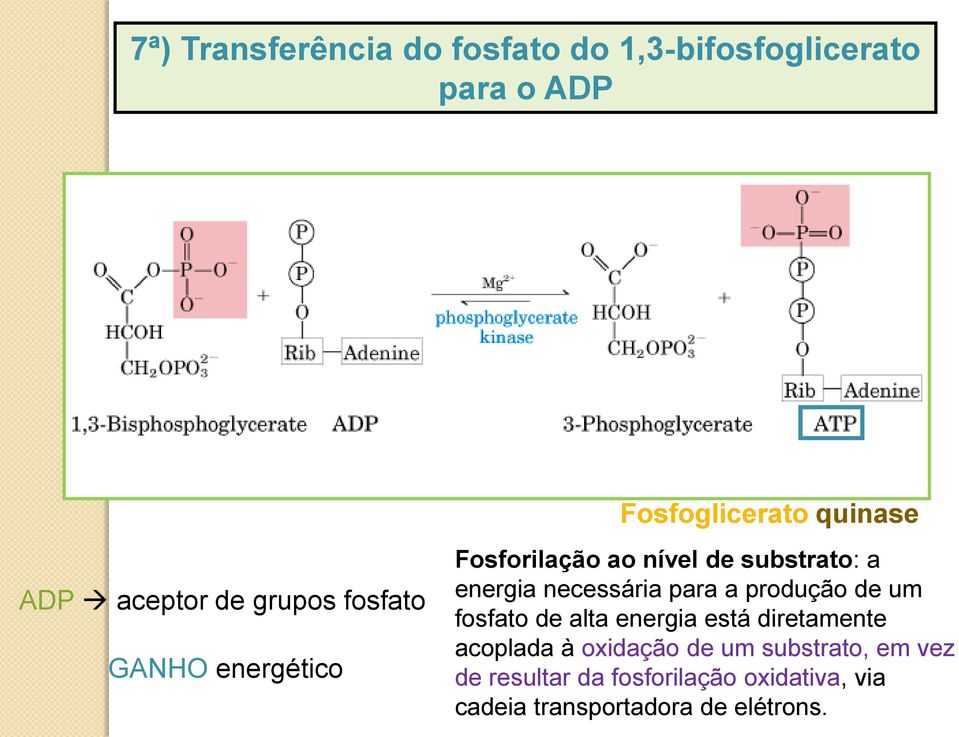 necessária para a produção de um fosfato de alta energia está diretamente acoplada à oxidação