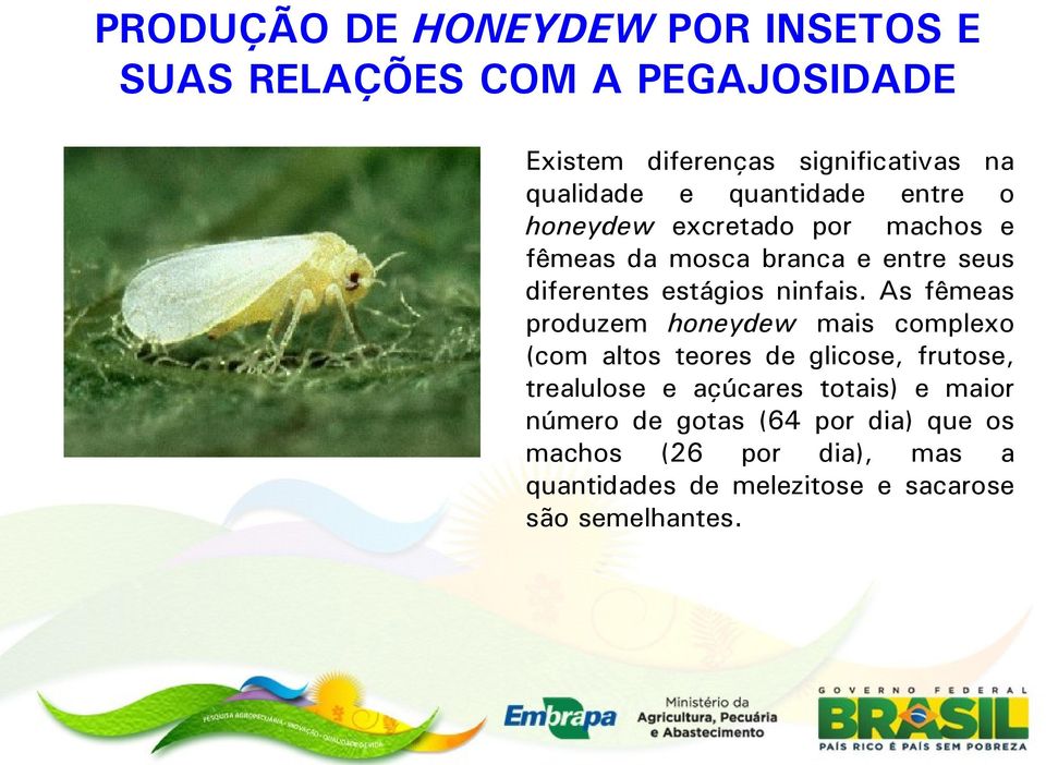 As fêmeas produzem honeydew mais complexo (com altos teores de glicose, frutose, trealulose e açúcares totais) e