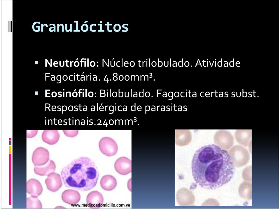 Eosinófilo: Bilobulado.