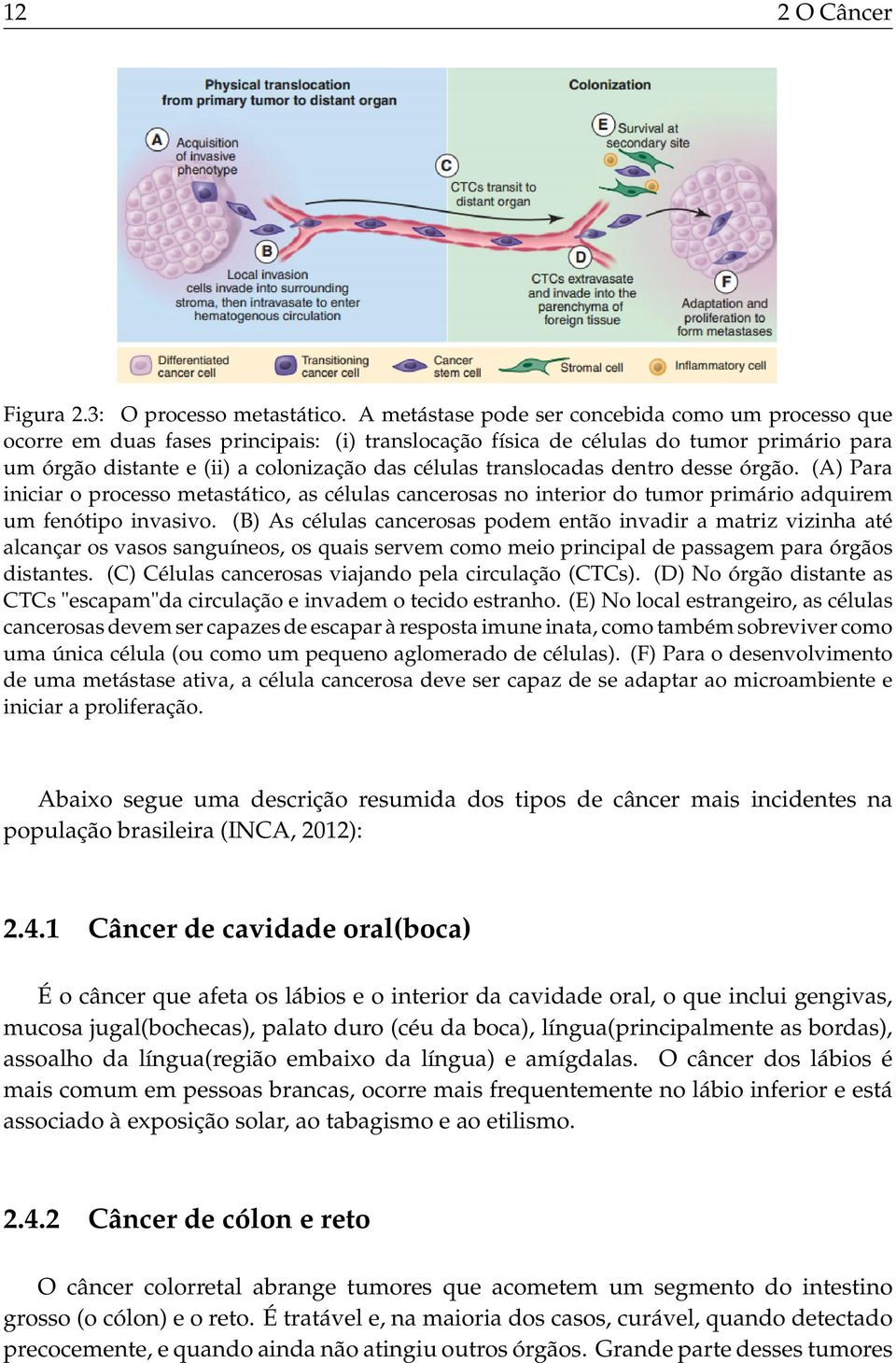 translocadas dentro desse órgão. (A) Para iniciar o processo metastático, as células cancerosas no interior do tumor primário adquirem um fenótipo invasivo.