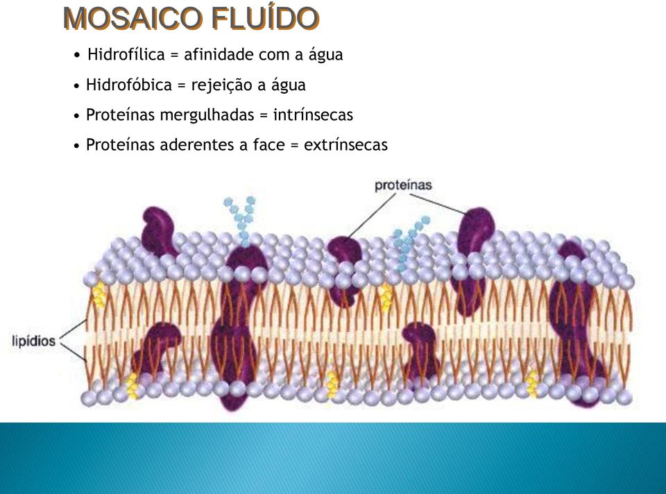 água Proteínas mergulhadas =