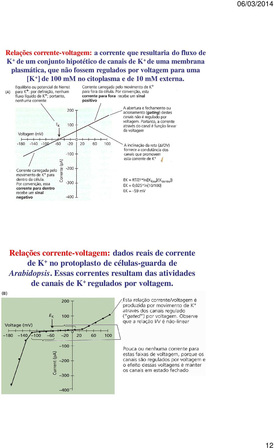 citoplasma e de 10 mm externa.