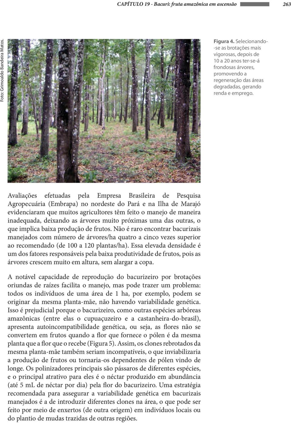 Avaliações efetuadas pela Empresa Brasileira de Pesquisa Agropecuária (Embrapa) no nordeste do Pará e na Ilha de Marajó evidenciaram que muitos agricultores têm feito o manejo de maneira inadequada,