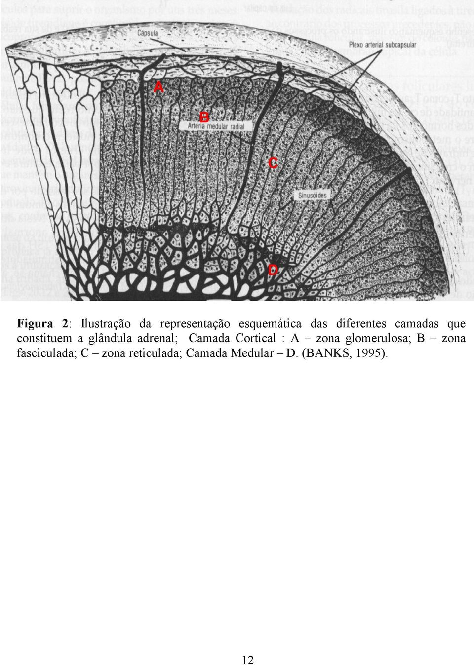 glândula adrenal; Camada Cortical : A zona glomerulosa;