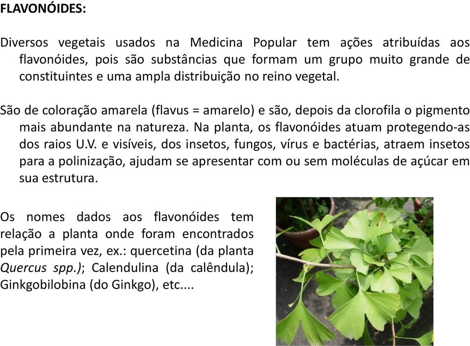 Na planta, os flavonóides atuam protegendo-as dos raios U.V.