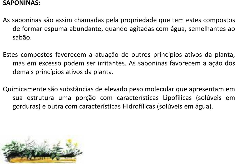 As saponinas favorecem a ação dos demais princípios ativos da planta.