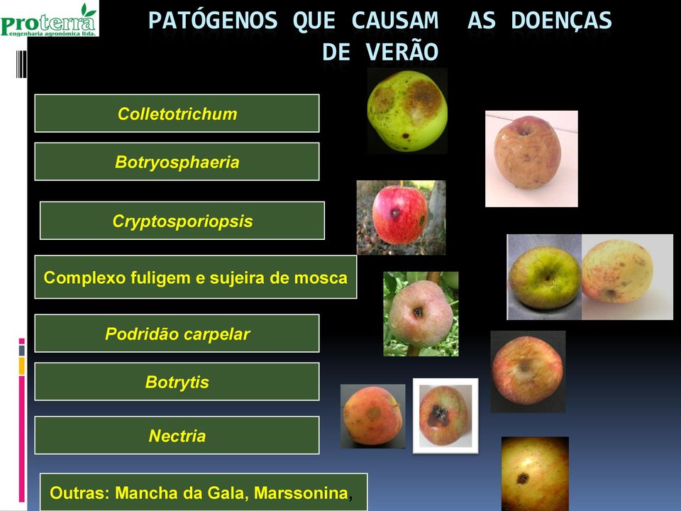 Complexo fuligem e sujeira de mosca Podridão