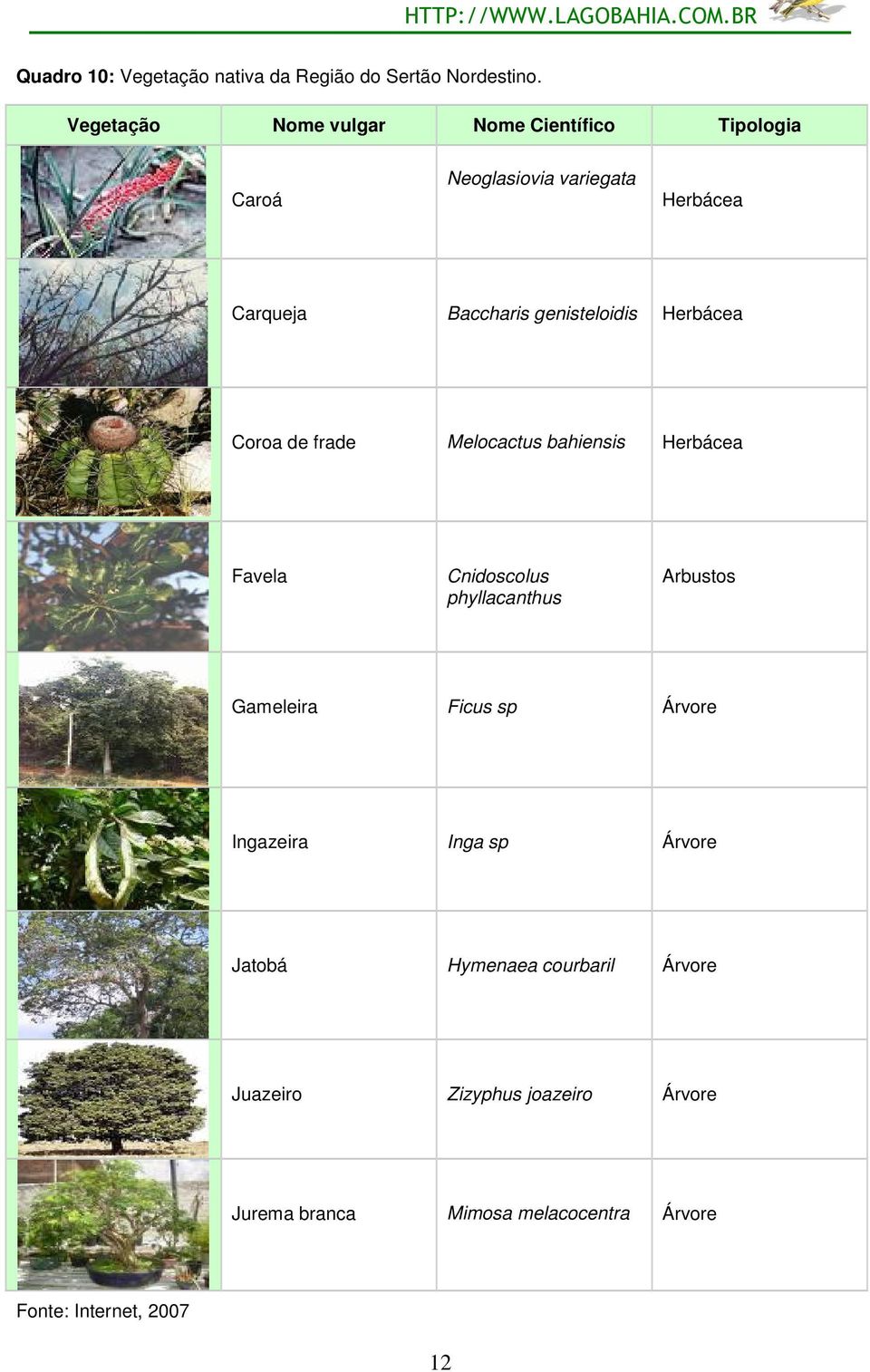 genisteloidis Herbácea Coroa de frade Melocactus bahiensis Herbácea Favela Cnidoscolus phyllacanthus