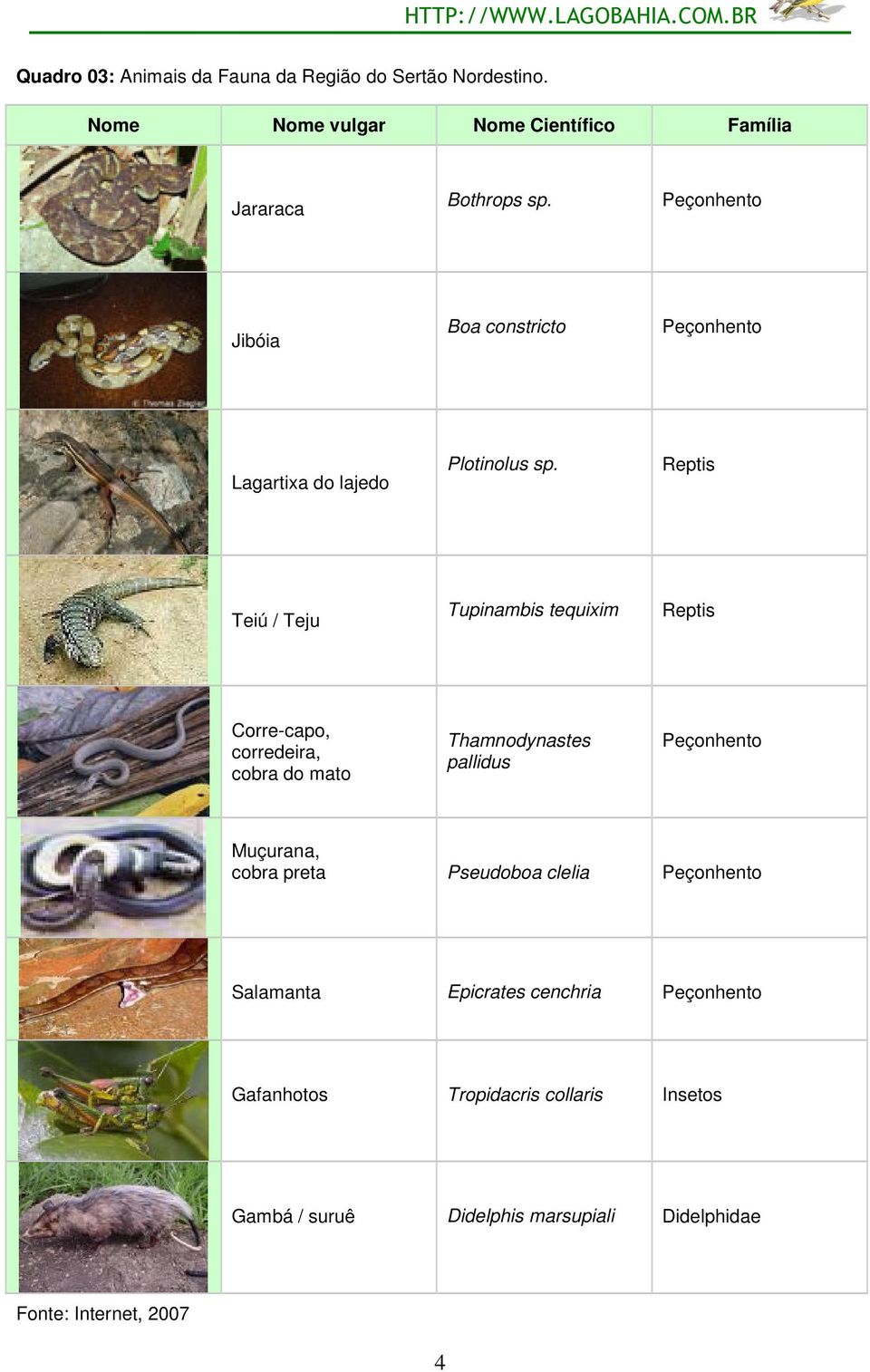 Reptis Teiú / Teju Tupinambis tequixim Reptis Corre-capo, corredeira, cobra do mato Thamnodynastes pallidus Peçonhento