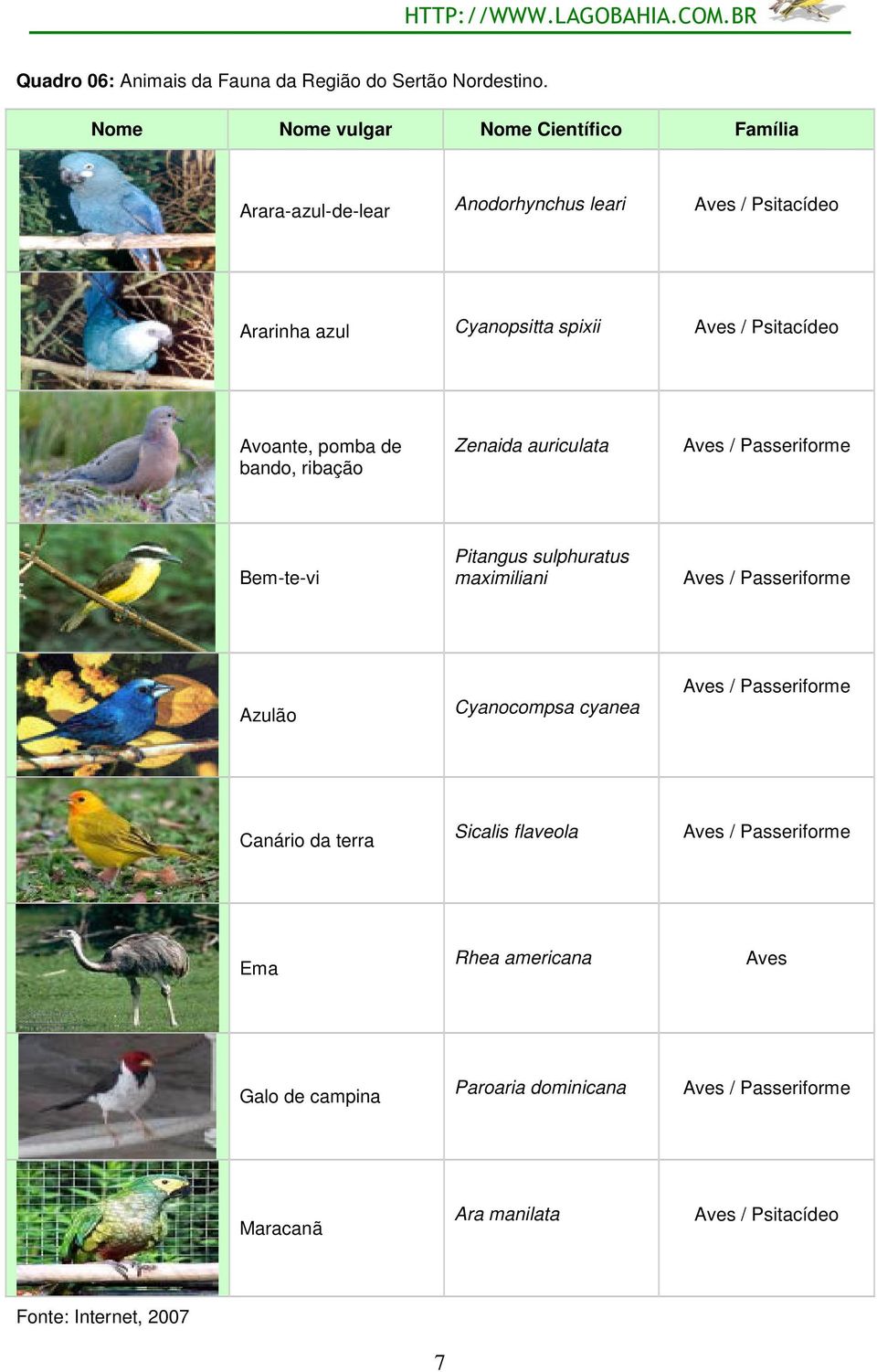 Psitacídeo Avoante, pomba de bando, ribação Zenaida auriculata Aves / Passeriforme Bem-te-vi Pitangus sulphuratus maximiliani Aves /