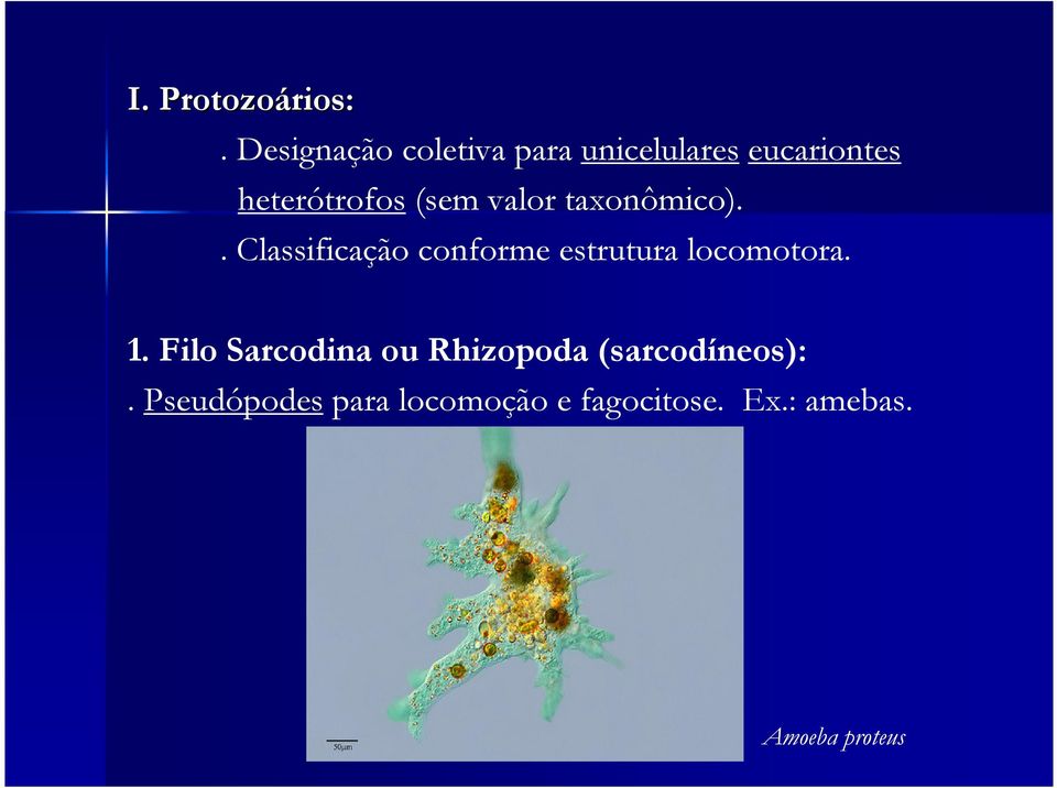 valor taxonômico).. Classificação conforme estrutura locomotora. 1.