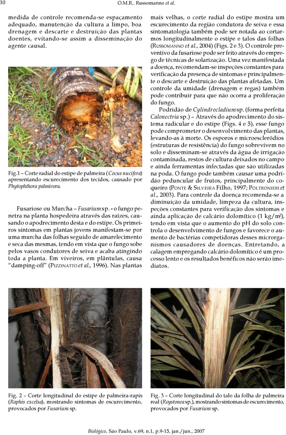 1 Corte radial do estipe de palmeira (Cocus nucifera) apresentando escurecimento dos tecidos, causado por Phytophthora palmivora. Fusariose ou Murcha Fusarium sp.