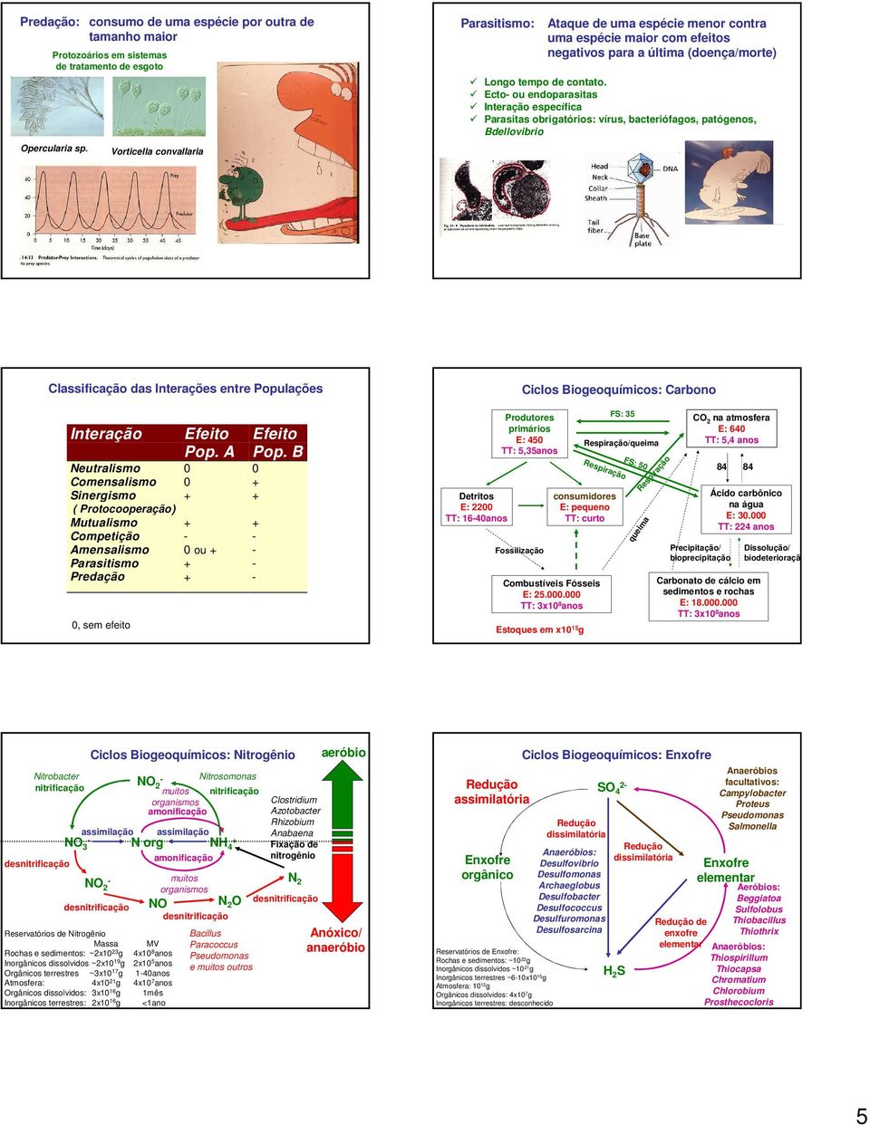 Ecto ou endoparasitas Interação específica Parasitas obrigatórios: vírus, bacteriófagos, patógenos, Bdellovibrio Classificação das Interações entre Populações Ciclos Biogeoquímicos: Carbono Interação