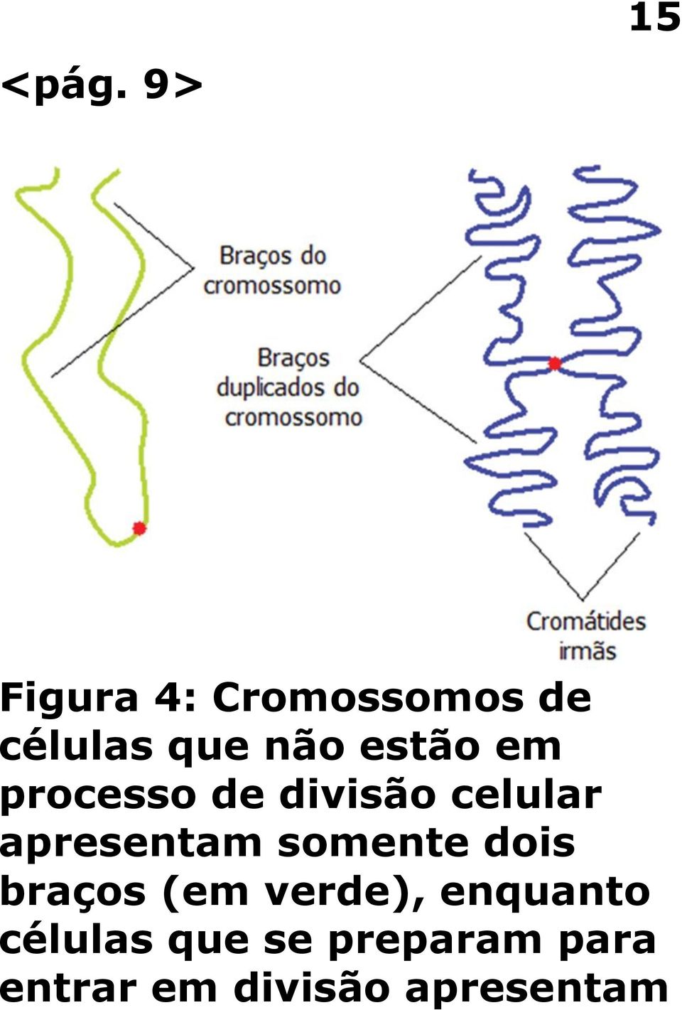 apresentam somente dois braços (em verde),