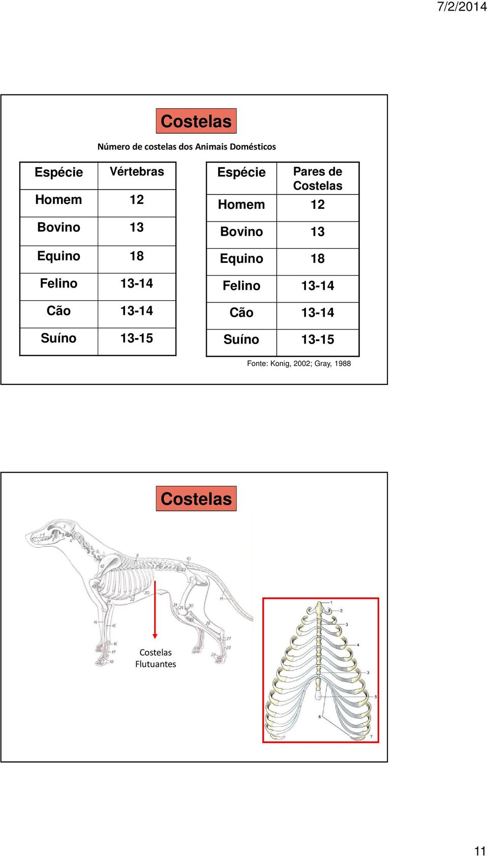 Pares de Costelas Homem 12 Bovino 13 Equino 18 Felino 13-14 Cão 13-14