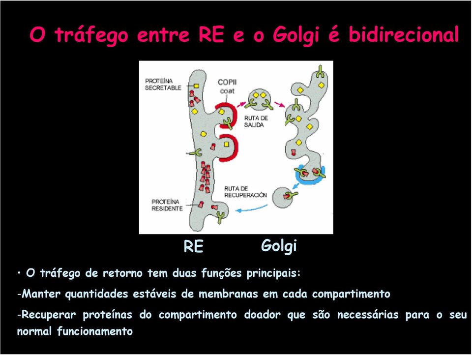 de membranas em cada compartimento -Recuperar proteínas do