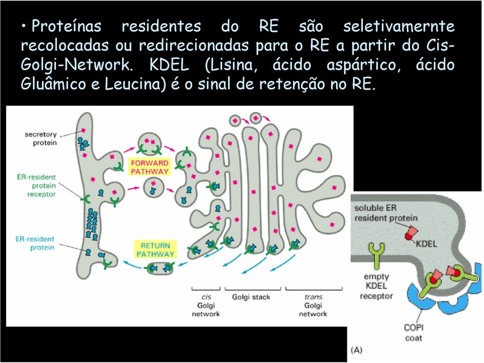 do Cis- Golgi-Network.