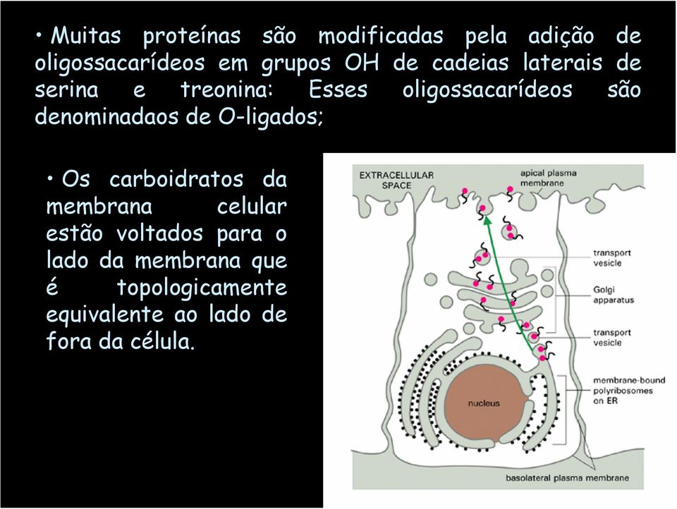 denominadaos de O-ligados; Os carboidratos da membrana celular estão voltados