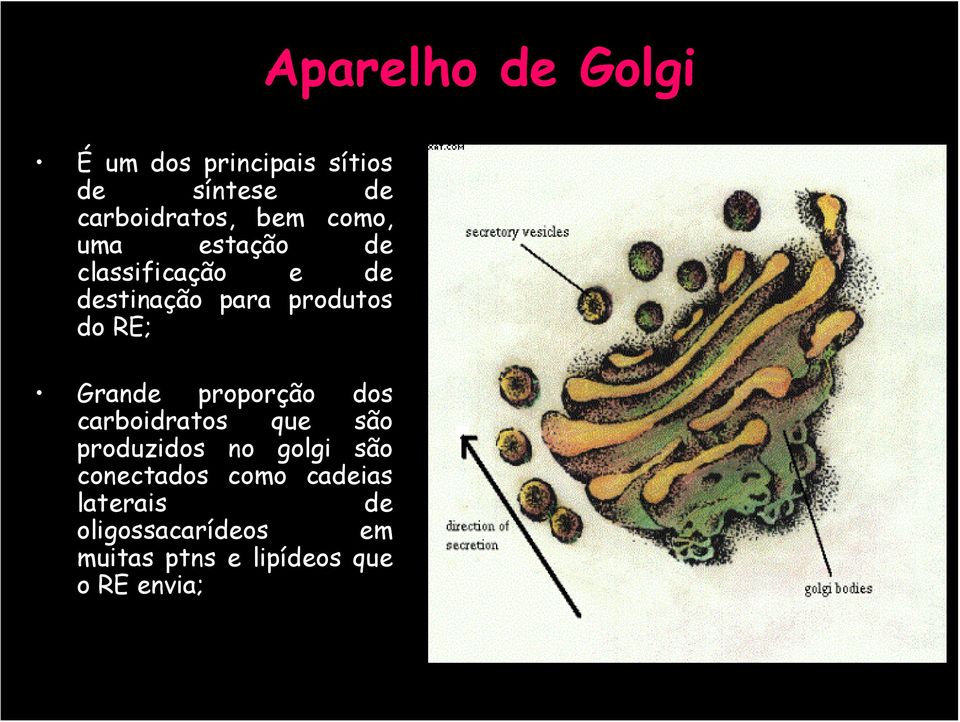 Grande proporção dos carboidratos que são produzidos no golgi são conectados