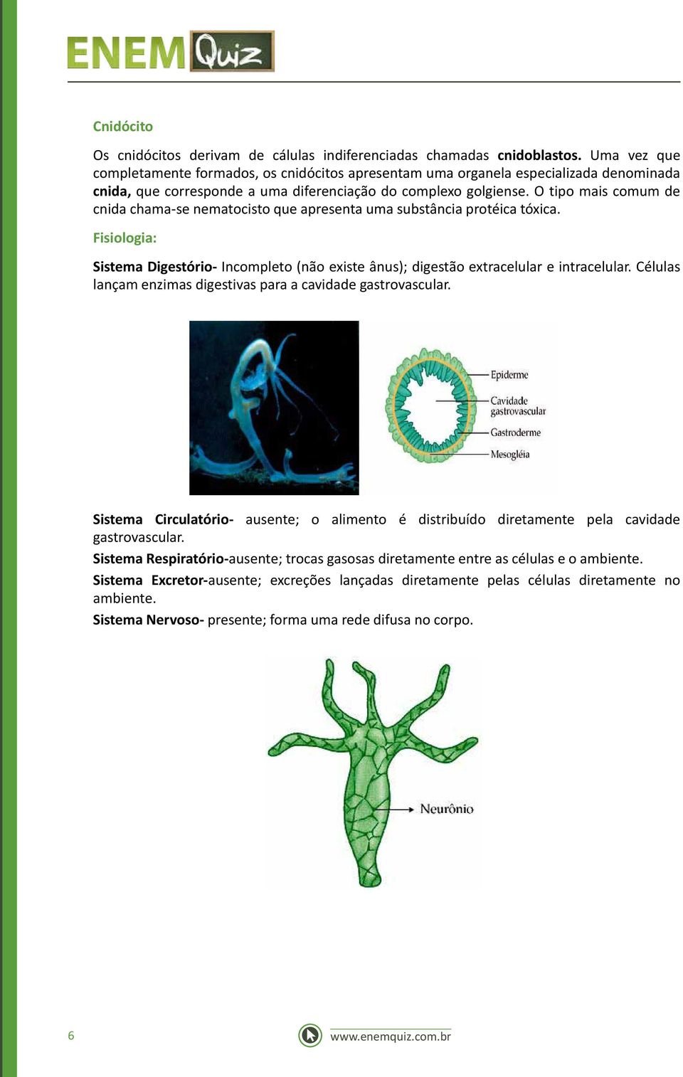 O tipo mais comum de cnida chama-se nematocisto que apresenta uma substância protéica tóxica. Fisiologia: Sistema Digestório- Incompleto (não existe ânus); digestão extracelular e intracelular.