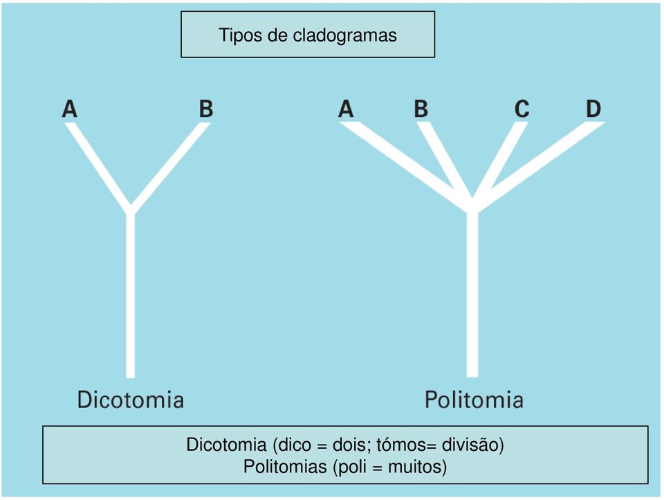 dois; tómos= divisão)