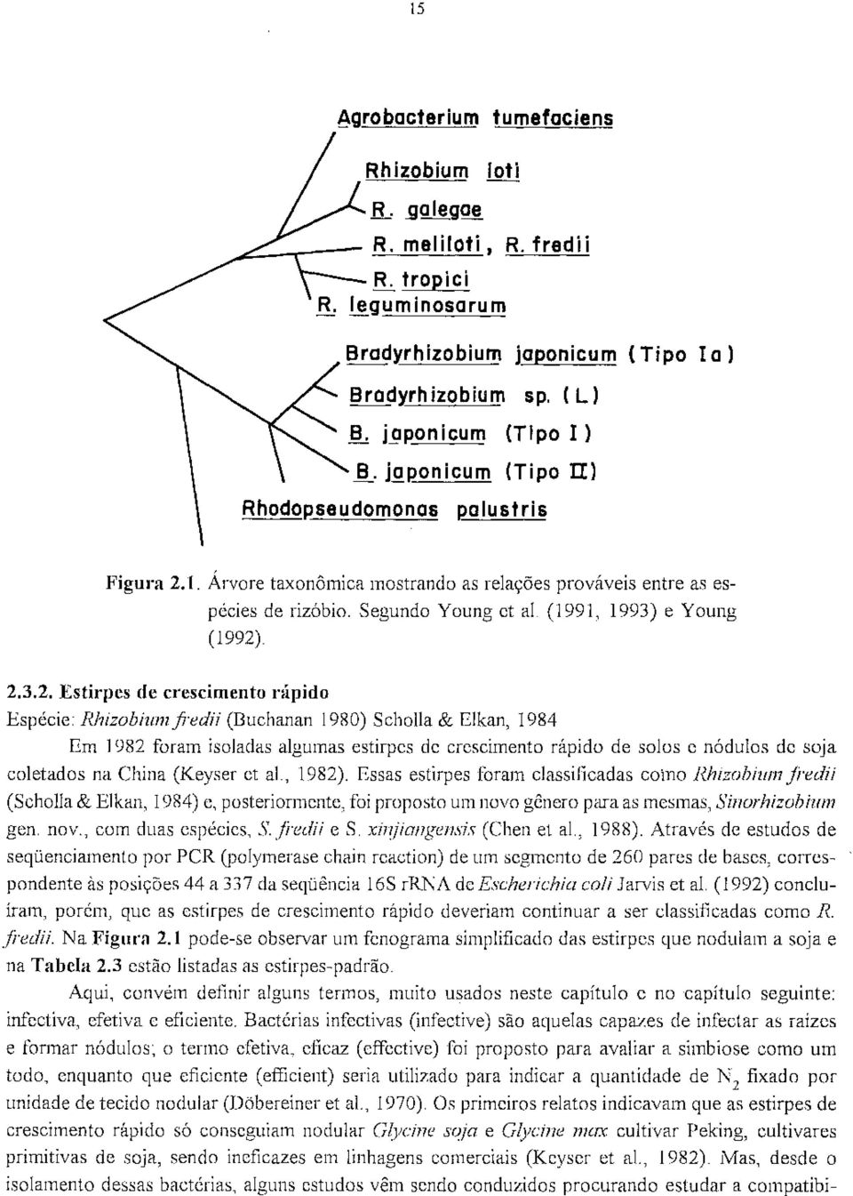 1. Árvore taxonômica mostrando as relações prováveis entre as espécies de rizóbio. Segundo Young et a!. (1991, 1993) e Young (1992)