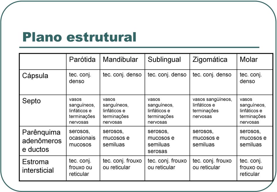 denso Septo vasos sanguíneos, linfáticos e terminações nervosas vasos sanguíneos, linfáticos e terminações nervosas vasos sanguíneos, linfáticos e terminações nervosas vasos sangüíneos,