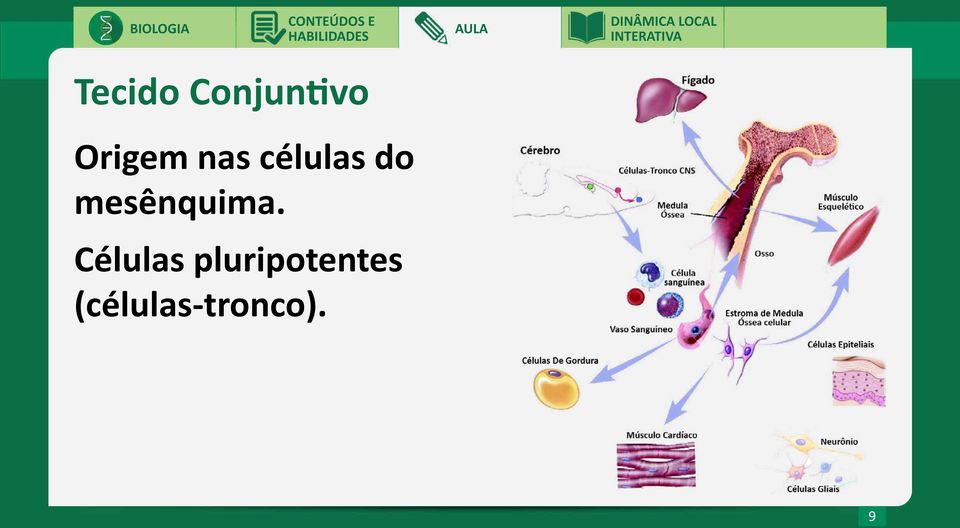 mesênquima.