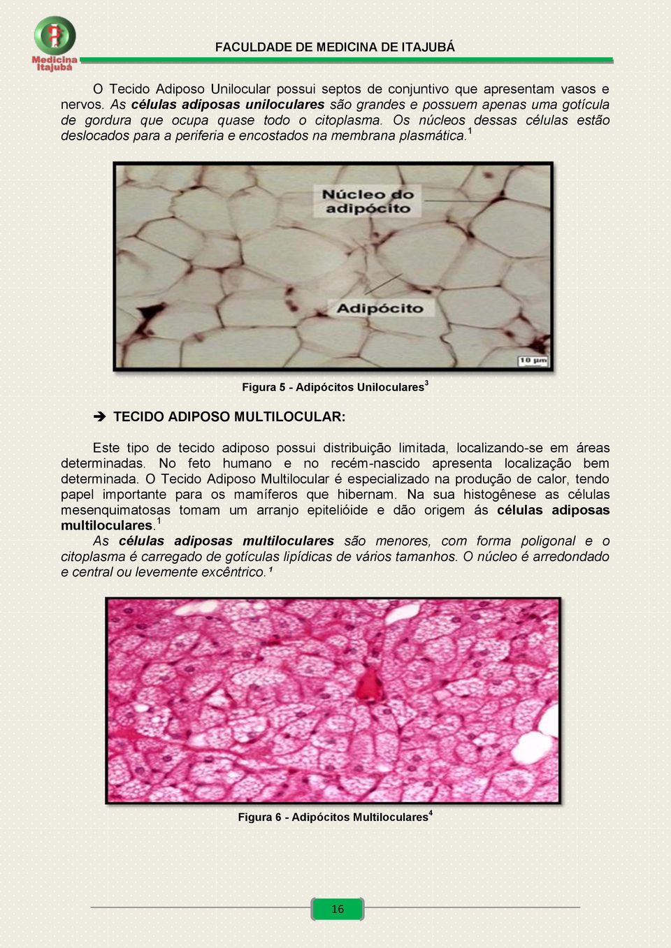 Os núcleos dessas células estão deslocados para a periferia e encostados na membrana plasmática.