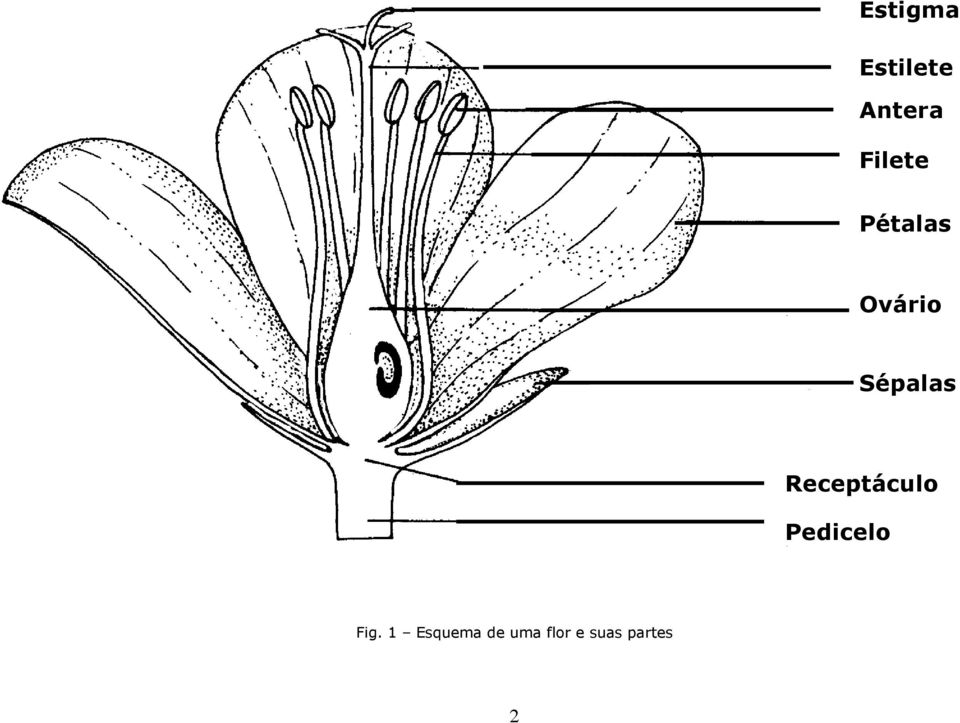 Receptáculo Pedicelo Fig.