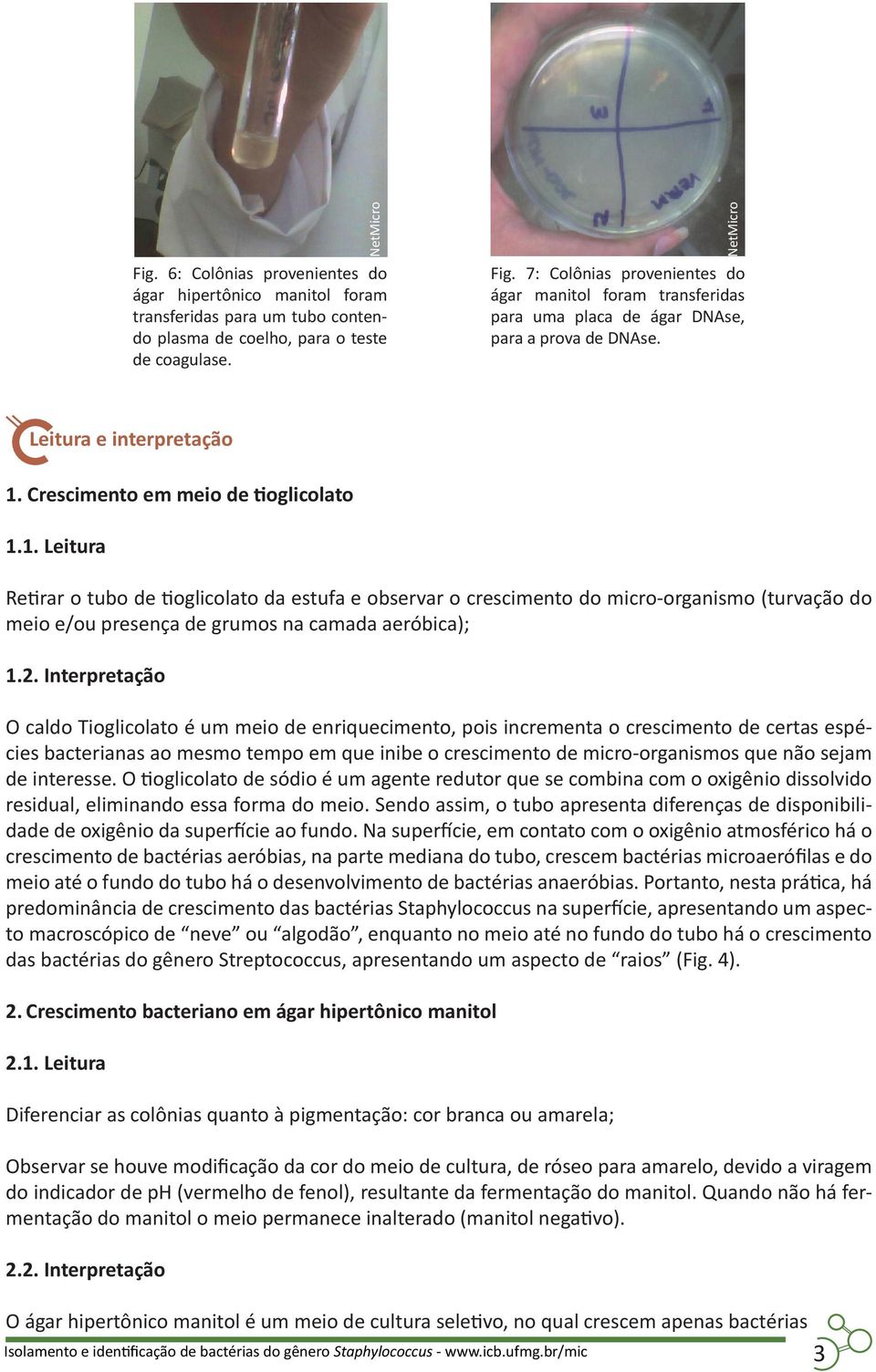 Crescimento em meio de tioglicolato 1.1. Leitura Retirar o tubo de tioglicolato da estufa e observar o crescimento do micro-organismo (turvação do meio e/ou presença de grumos na camada aeróbica); 1.