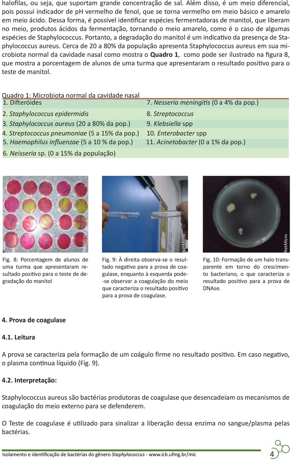 Dessa forma, é possível identificar espécies fermentadoras de manitol, que liberam no meio, produtos ácidos da fermentação, tornando o meio amarelo, como é o caso de algumas espécies de