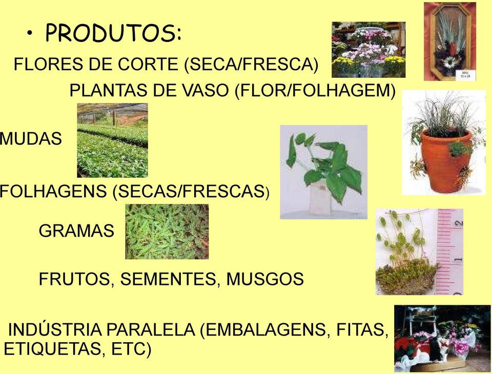 (SECAS/FRESCAS) GRAMAS FRUTOS, SEMENTES, MUSGOS