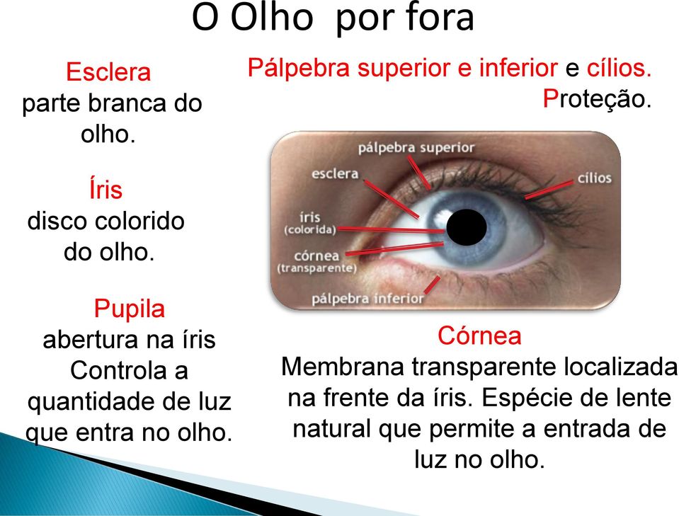 Pupila abertura na íris Controla a quantidade de luz que entra no olho.