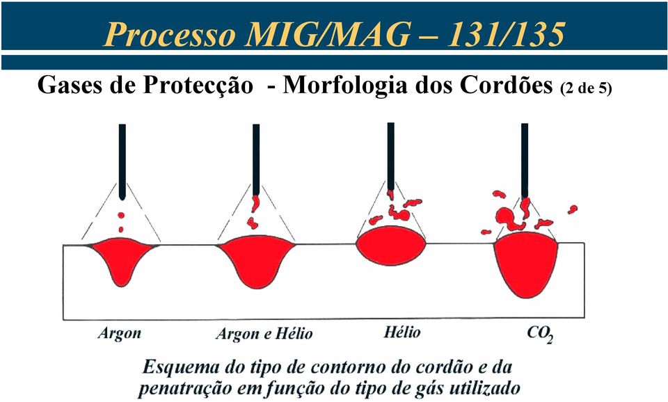 Morfologia